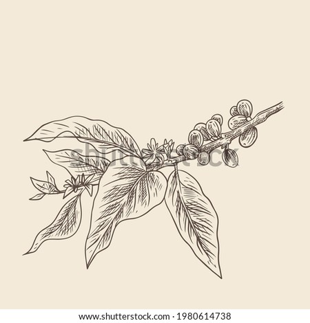 natural coffee with lines for background and design elements. Draw a coffee plant pattern for a fabric print. coffee posters, coffee packaging designs.