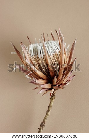 dry exotic flower Protea on beige   background close up top view. poster. minimal floral card.