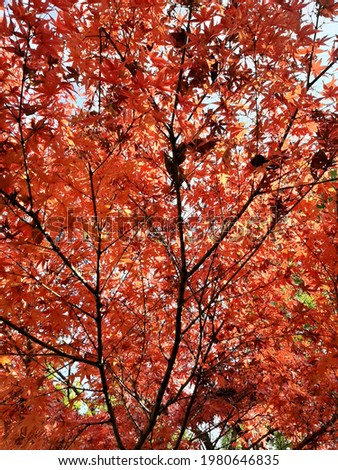 Close-up picture of autumn foliage in Japan