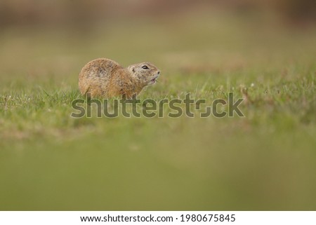 Ground squirrel, which feeds on growing grass.
