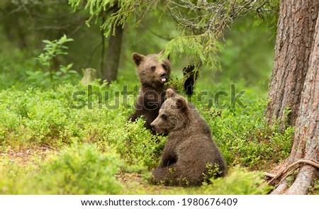 Close up of two playful European brown bear (Ursus arctos arctos) cubs in the woods of Finland.