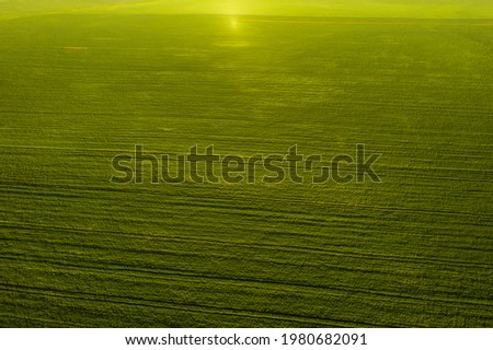 Top view of the sown green in Belarus.Agriculture in Belarus.Texture.