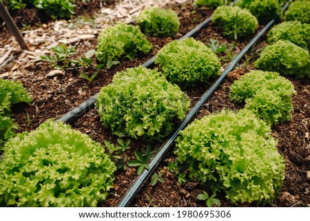 Green lettuce salad heads on the sunny garden with drip irrigation system. Royalty-Free Stock Photo #1980695306