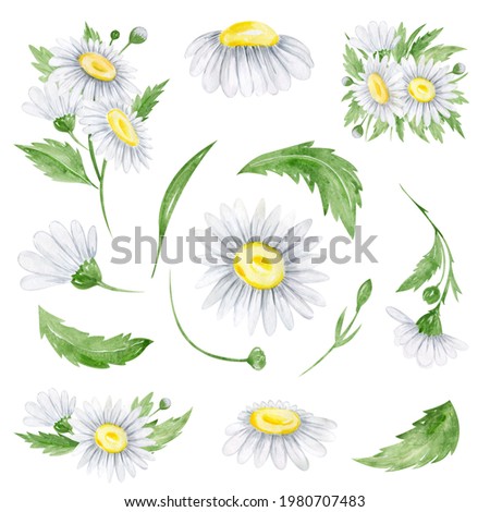 Watercolor daisies flowers clipart Flora arrangement for wedding invitations, birthday cards, cards and patterns