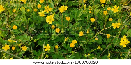 field of yellow Ranunculus repens, in bloom. High quality photo