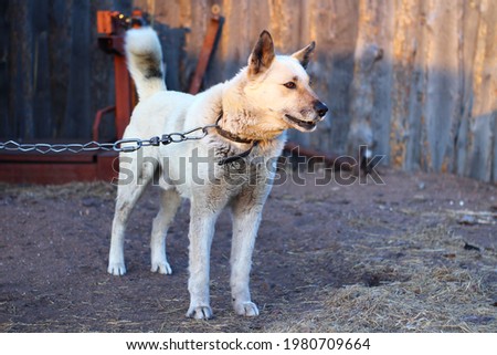 White watchdog barking on leash chain guard house  Royalty-Free Stock Photo #1980709664
