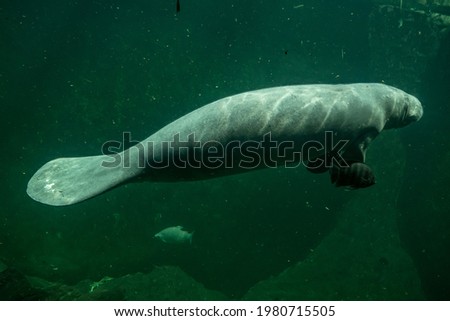 Big adult manatee swimming and rotating inside aquarium