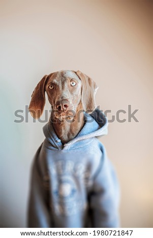 Weimaraner dog breed, young weimaraner with a gray hoodie looking at camera