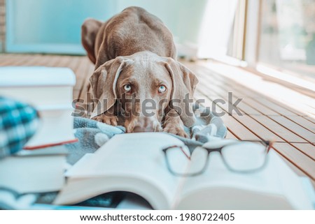 Weimaraner dog breed, young weimaraner looking at camera with glasses and books to read Royalty-Free Stock Photo #1980722405