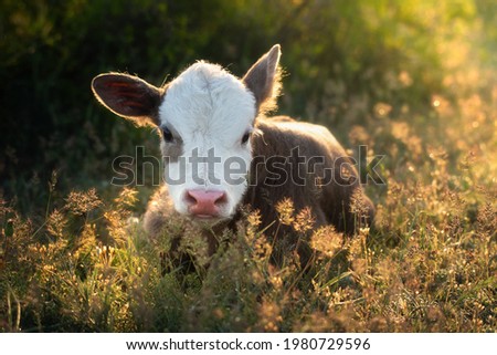 Sunny morning. Newborn calf of a cow resting in dense grass. The kid lies and looks directly into the camera. The calf is brown with a white mask on the muzzle. Natural background. Free grazing. Royalty-Free Stock Photo #1980729596
