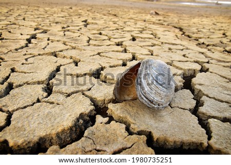 Drought season dry soil with cracks and dead shell animal due to climate change like in africa, environmental concept.