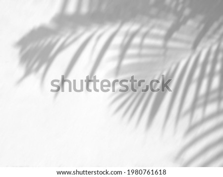 Tropical palm leaves shadow on a white wall background, overlay effect for photo, mock up, posters, stationary, wall art, design presentation Royalty-Free Stock Photo #1980761618