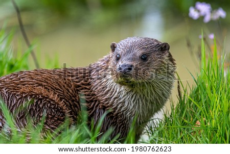 Portrait of an otter, UK