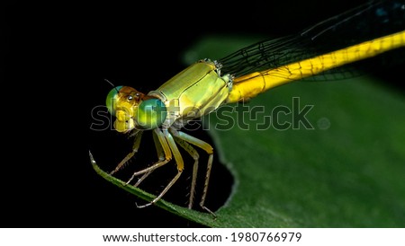 

Dragonfly Close up High Res Stock Images
