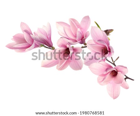 Beautiful pink magnolia flowers on white background