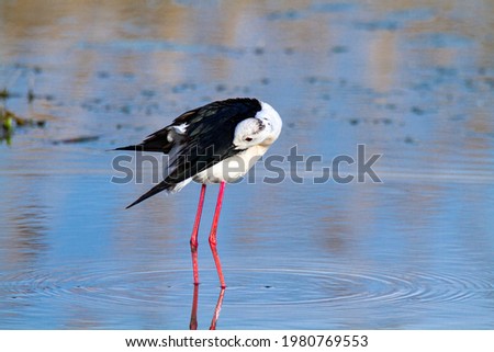 black winged stilt ponds and lakes in Europe italy