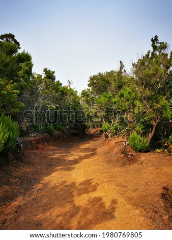 Red clay way in evergreen laurisilva in Garajonay National Park