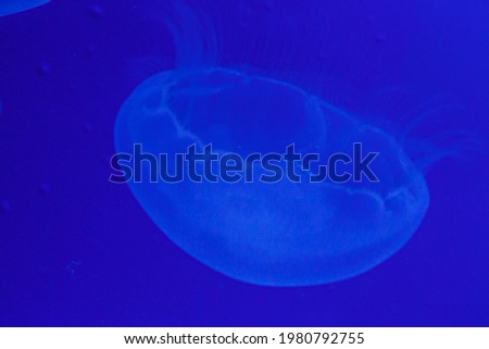 Medusa Jellyfish Photos and Premium High Res Pictures. 