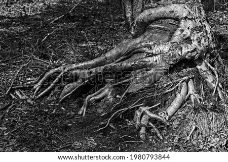 Tree roots that look like a medusa in a black and white picture