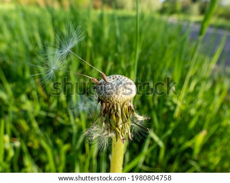 Macro shot of two lonely seeds left on dandelion (Lion's tooth) flower head in the meadow with green grass background. The pappus of the dandelion