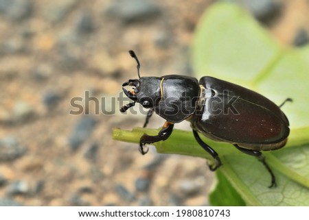 Female of the stag beetle on a close up picture in its natural environment. A rare and endangered beetle species with large mandibles, occurring in Europe. Lucanus cervus