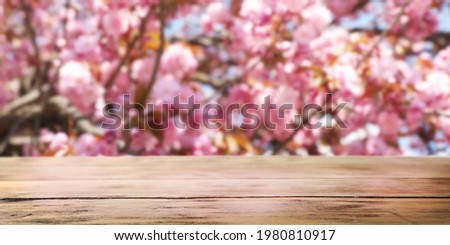 Empty wooden surface and beautiful blossoming sakura tree on background. Banner design