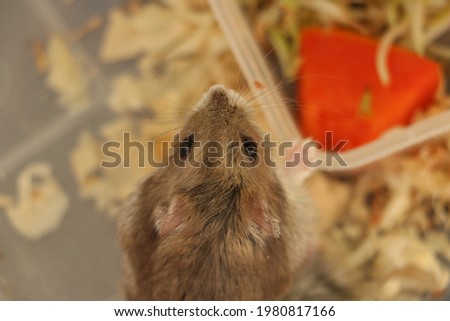hamster's face from upside view