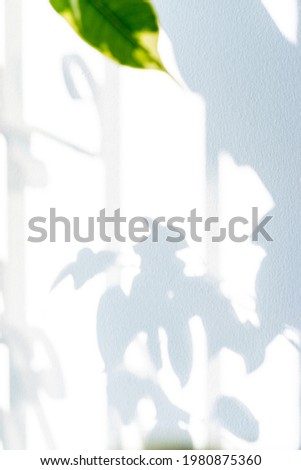 Shadow background. Sunlight architecture abstract background with light, black shadow overlay from window on white texture wall. Product presentation, backdrop and mockup, summer seasonal concept