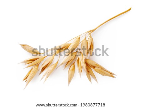 Ears of oats isolated on white background. Top view of oat plant. Royalty-Free Stock Photo #1980877718