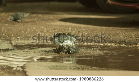 A pigeon in a puddle. Birds bathe in a puddle on the asphalt on a hot summer day in the city.
