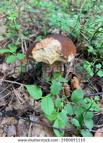 Mushrooms. Pictures were made in Moscow region forest in Summer 2020