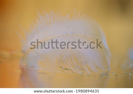 A feather in water droplets. very soft selective focus.