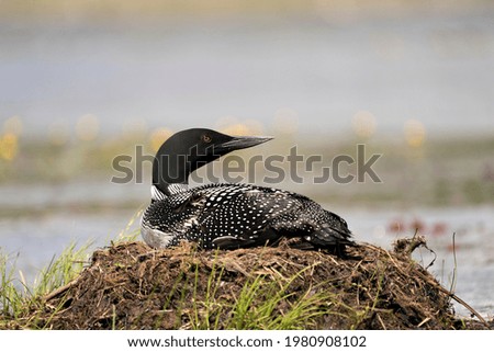 Loon nesting on its nest in its environment and habitat with a blur water background. Common Loon Nest Image. Loon on Lake. Loon in Wetland. Picture. Image. Photo.