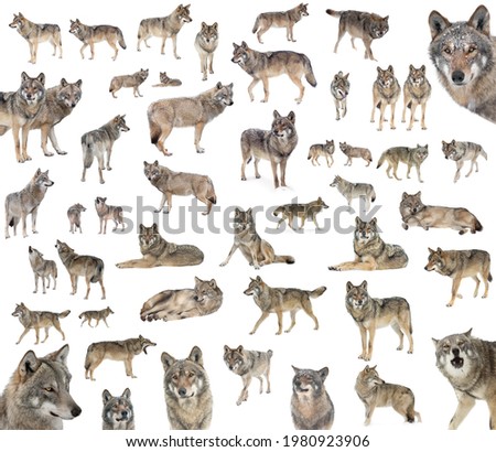 collage of gray wolves isolated on white background in various positions