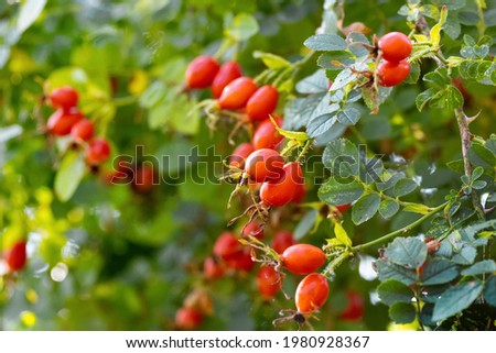 Dog rose fruits (Rosa canina) in nature. Red rose hips on bushes with blurred background Royalty-Free Stock Photo #1980928367