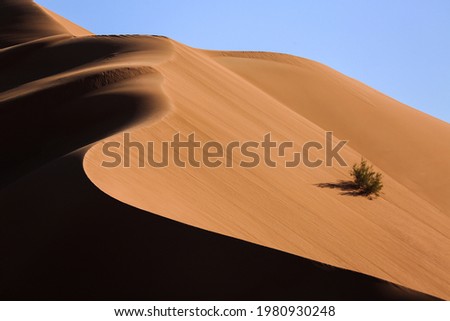Pictures from the desert Empty Quarter, Dhofar Governorate Royalty-Free Stock Photo #1980930248
