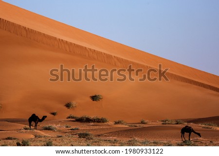 Pictures of the desert Empty Quarter