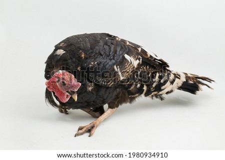 turkey-cock, isolated on a white background
