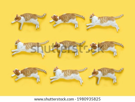 Different types of cat pose, cat lying on yellow background