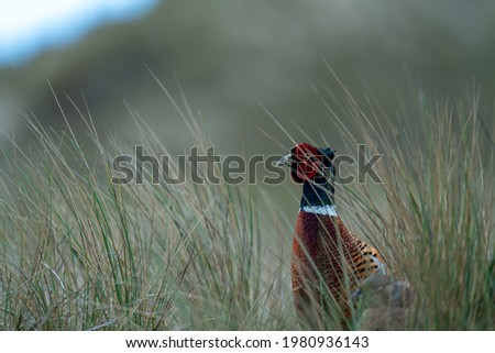 a pheasant in the thicket in the national park