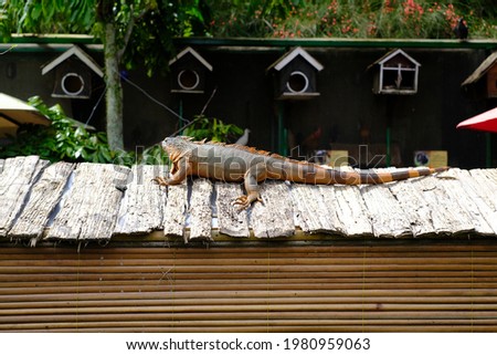Iguanas, lizards that live in the tropics