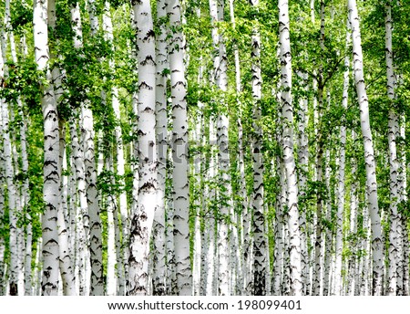 White birch trees in the forest in summer Royalty-Free Stock Photo #198099401