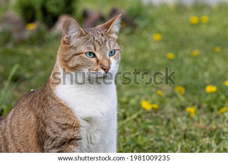 The beautiful adult fat tabby cat with blue eyes and a white spot on their chest sits in the garden in summer