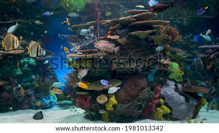 Fish Ocean Seabed Underwater Aquarium Beauty