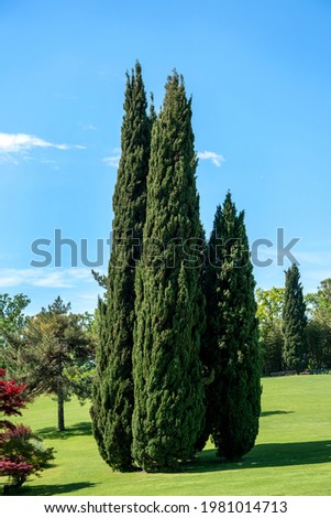 Cluster of tall evergreen Mediterranean cypresses in a lush green park in spring sunshine under a clear blue sky in a scenic landscape Royalty-Free Stock Photo #1981014713