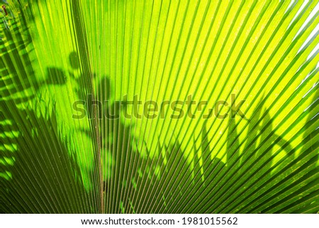 shadows on a palm leaf close-up