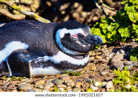 Penguins in the pinguinera Faro Cabo Virgenes, in Argentina