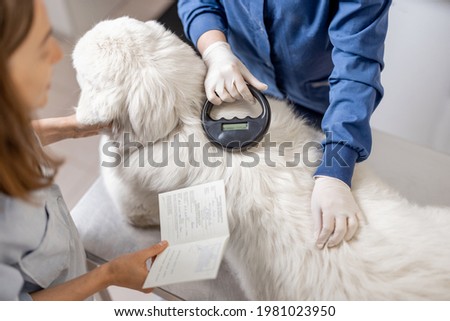 Veterinarian checking microchip implant under sheepdog dog skin in vet clinic with scanner device and owner showing a document. Registration and indentification of pets. Animal id passport. Royalty-Free Stock Photo #1981023950
