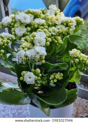 picture plant with beautiful white flowers