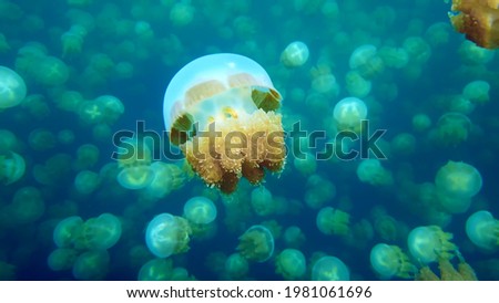 Nature Palau Ocean Beauty Jellyfish Animal Underwater Royalty-Free Stock Photo #1981061696